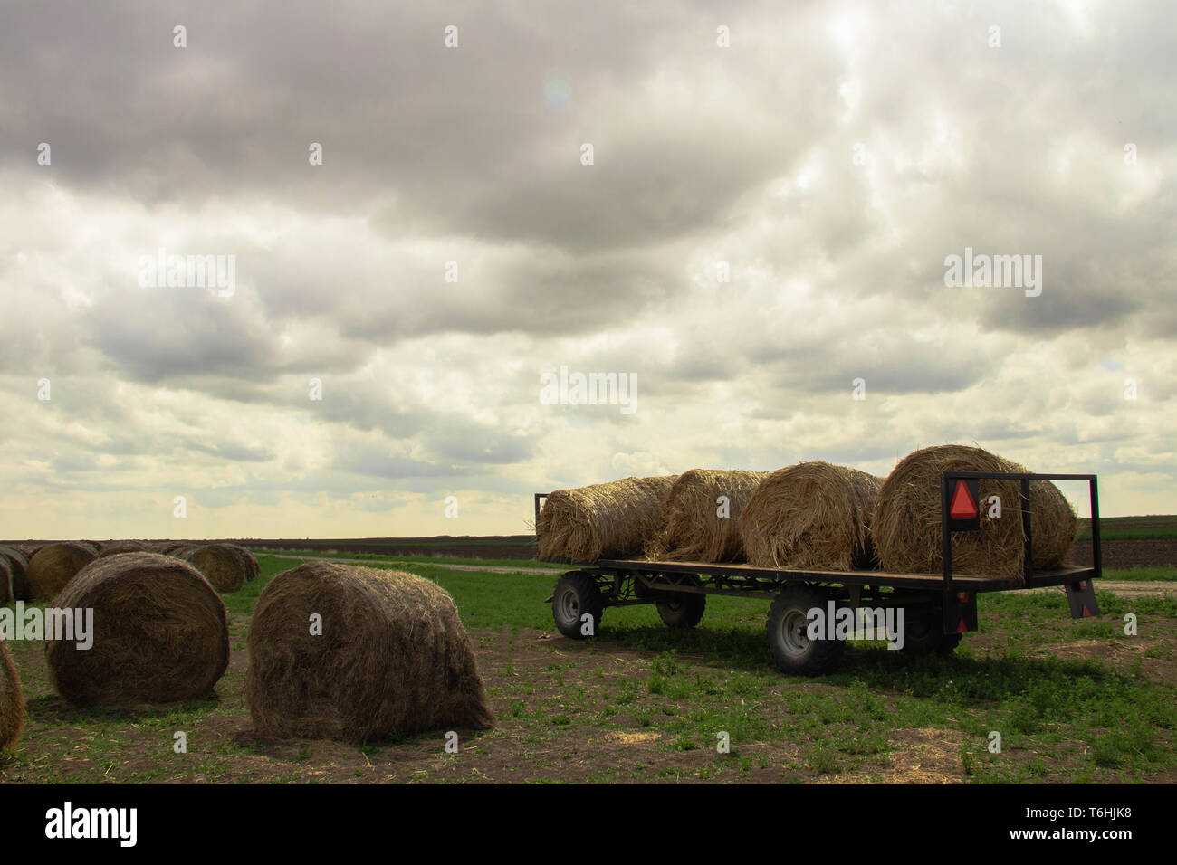 Heu-Walzen auf den Feldern Serbiens sind transportbereit, einige davon sind bereits auf einen Traktoranhänger geladen, was das ländliche Leben in der Landwirtschaft veranschaulicht Stockfoto