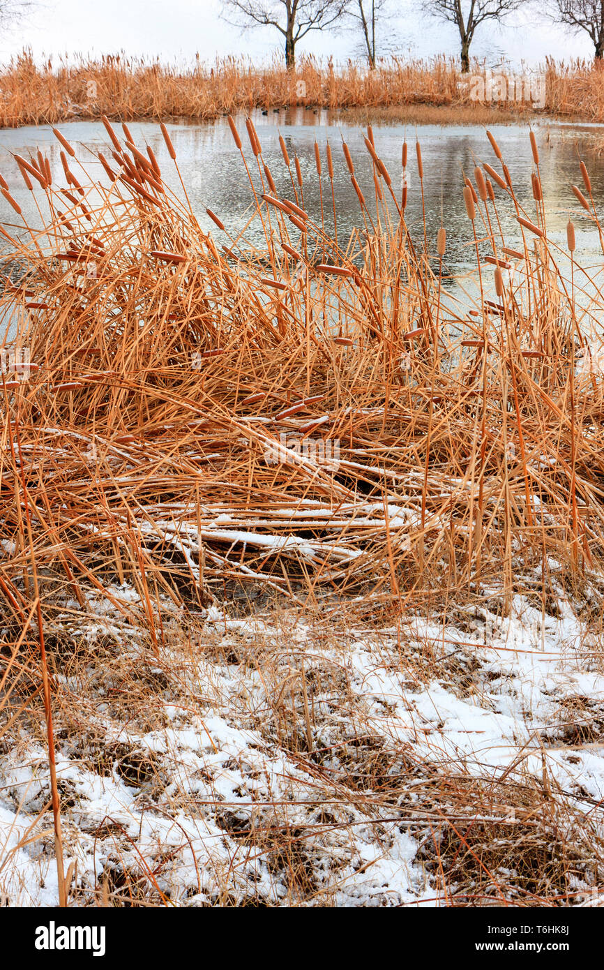 Vorne, bullrushes und Schilf mit Schnee auf, Teich in der Mitte und im Hintergrund eine andere Reihe von Schilf und bullrushes. Shissei-en, Wasser, Garten, Kanazawa Castle. Stockfoto