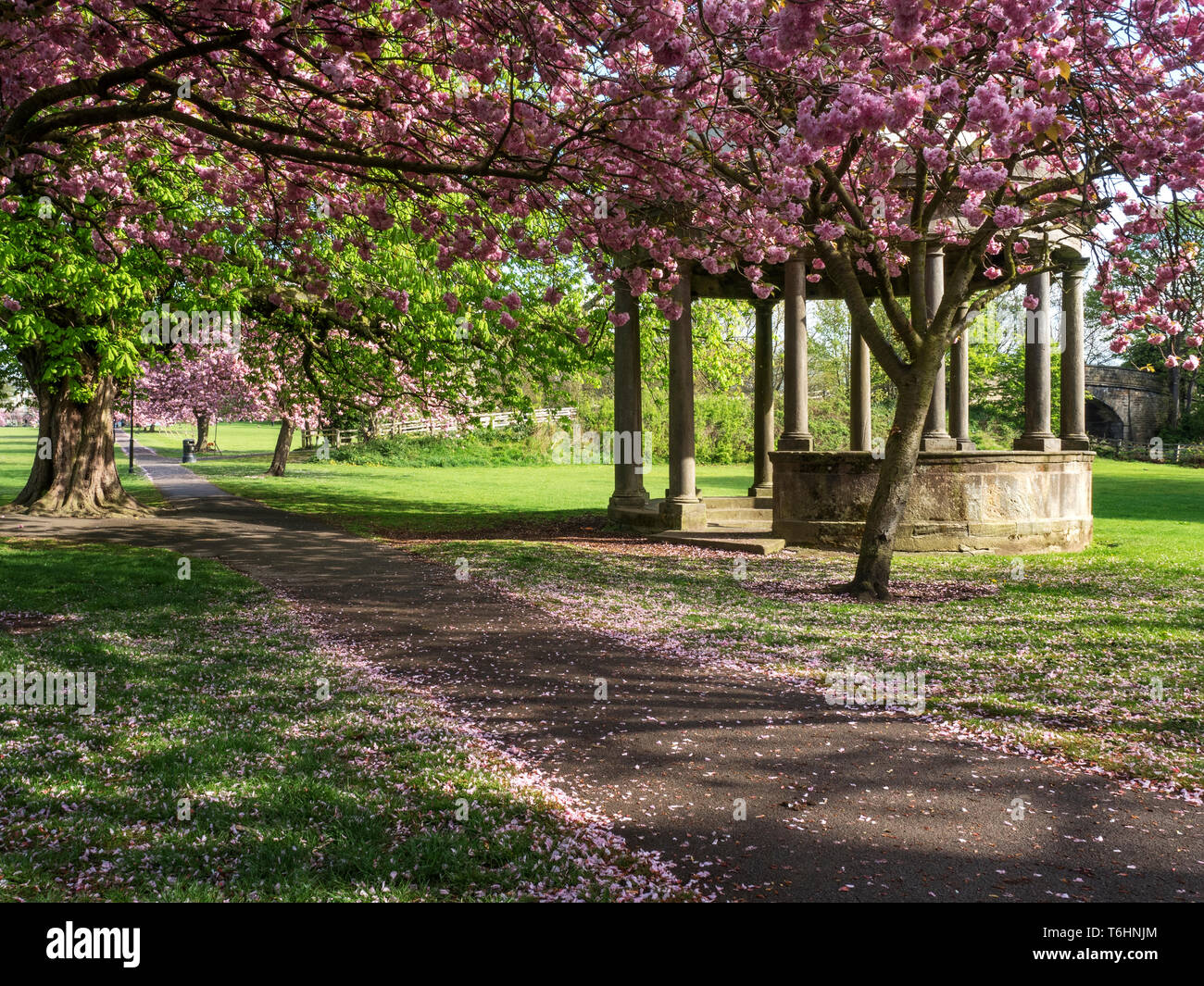 Cherry Blossom am Tewit gut Tempel im Frühjahr auf der Streu in Harrogate, North Yorkshire England Stockfoto
