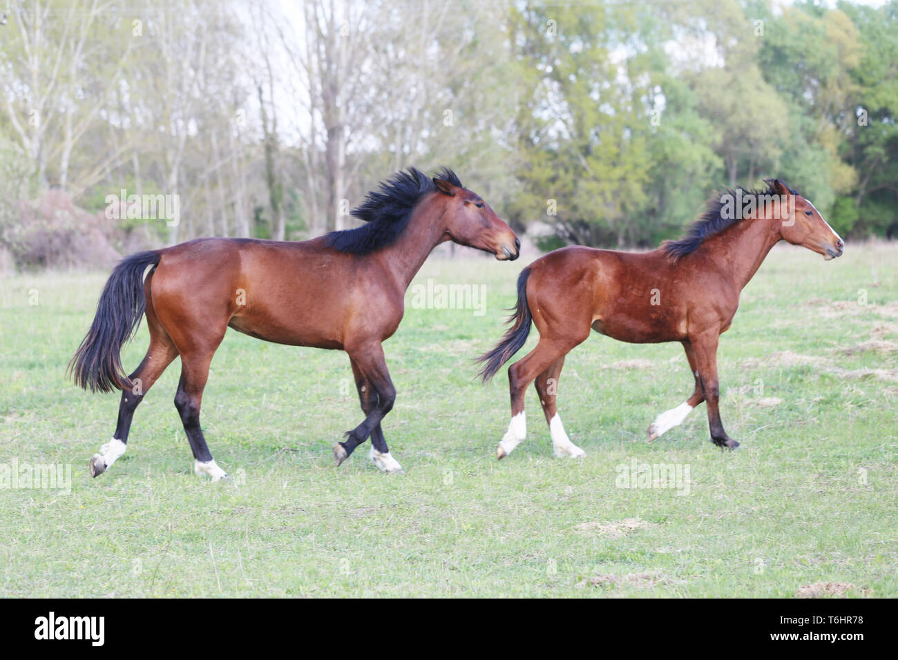 Reinrassige junge Hengste auf grünen Hintergrund Frühling galoppieren. Stockfoto