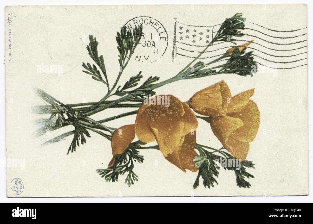 Detroit Publishing Company Ansichtskarte Reproduktion der Kalifornischer Mohn Blumen, 1914. Von der New York Public Library. () Stockfoto