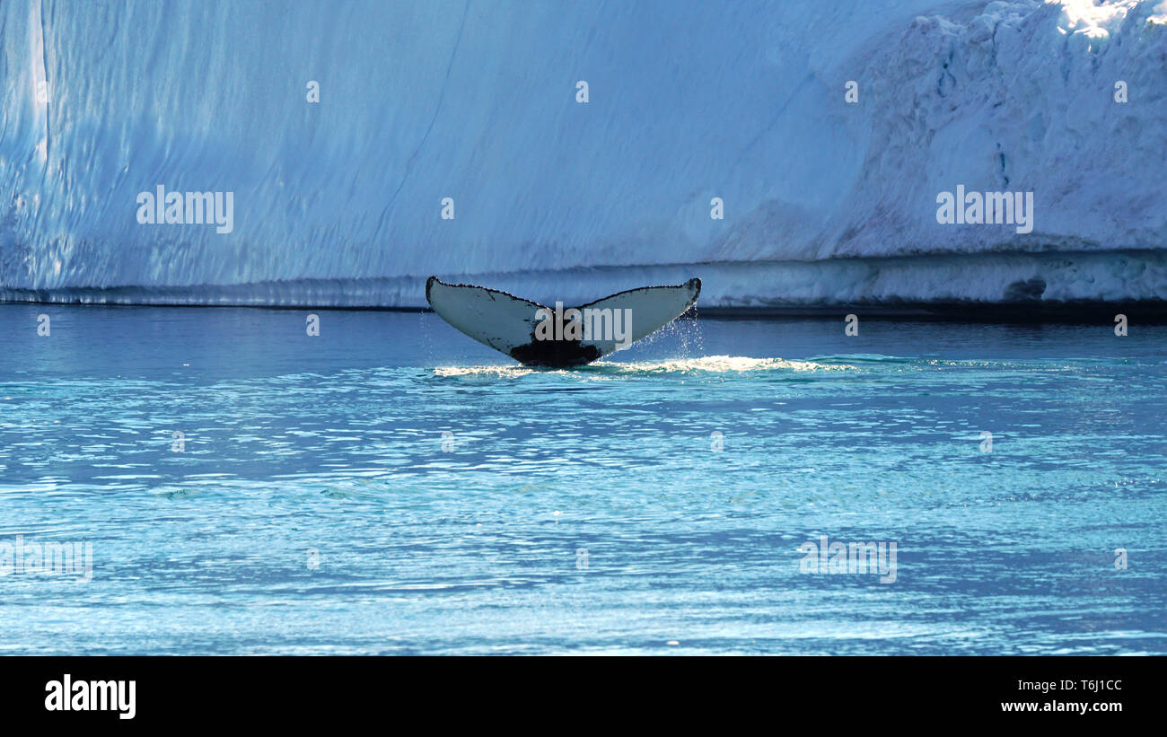 Ein Wal taucht vor einem Eisberg bei Grönland in der Davis Strait Stockfoto