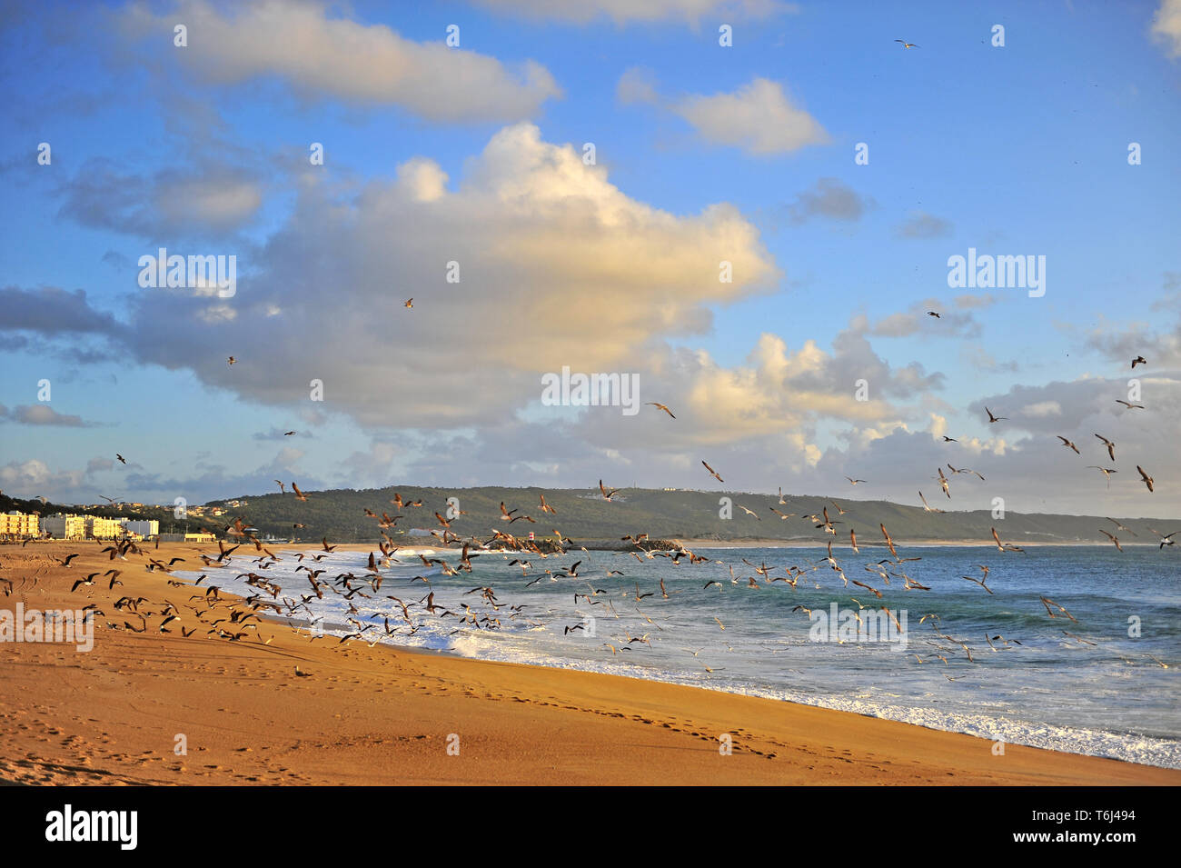 Möwen auf den Strand von Nazare, Portugal Stockfoto