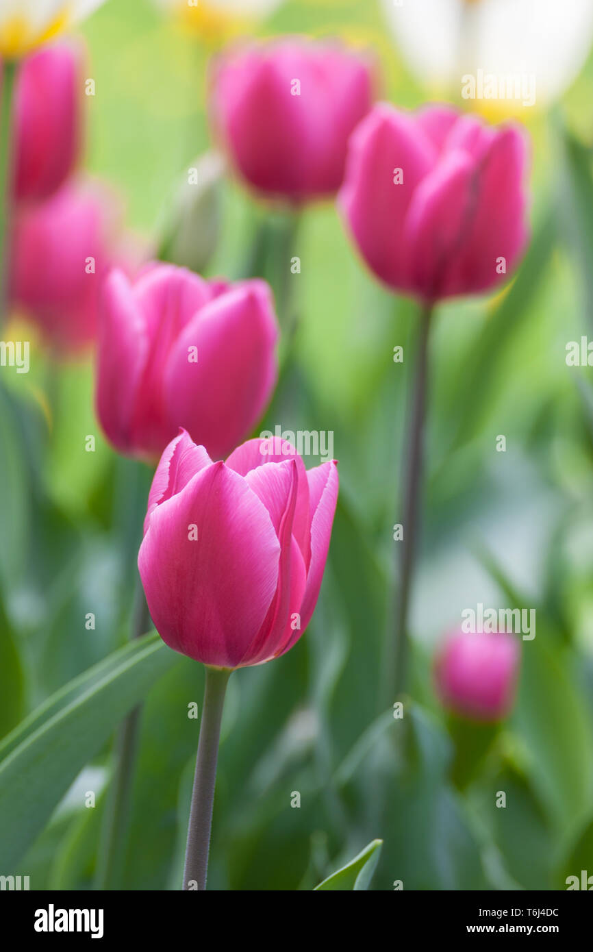 Viele schöne Tulpen mit verschiedenen Farben im Garten Stockfoto