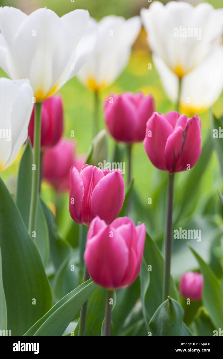 Viele schöne Tulpen mit verschiedenen Farben im Garten Stockfoto