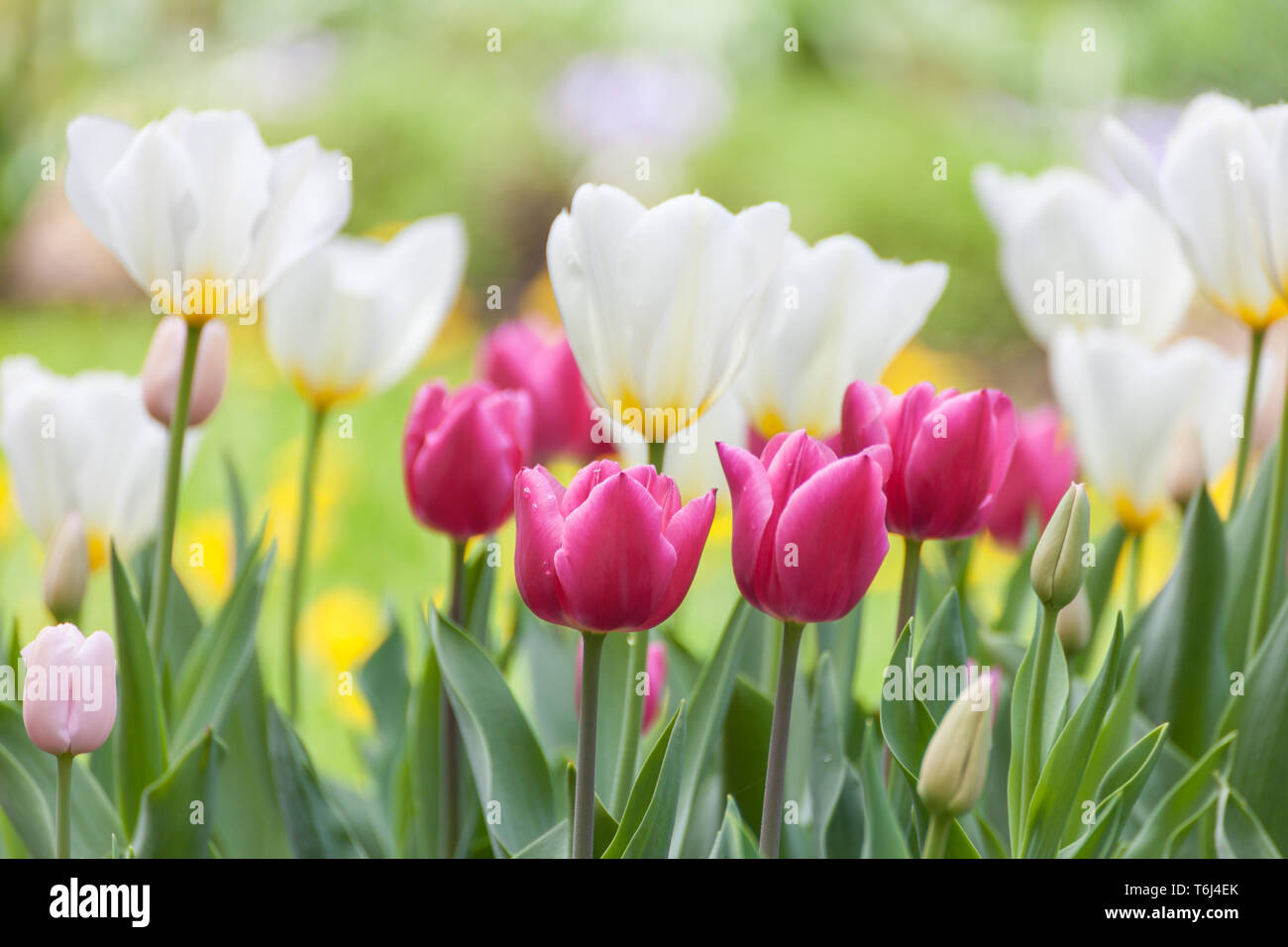 Viele schöne Tulpen mit verschiedenen Farben im Garten Stockfoto