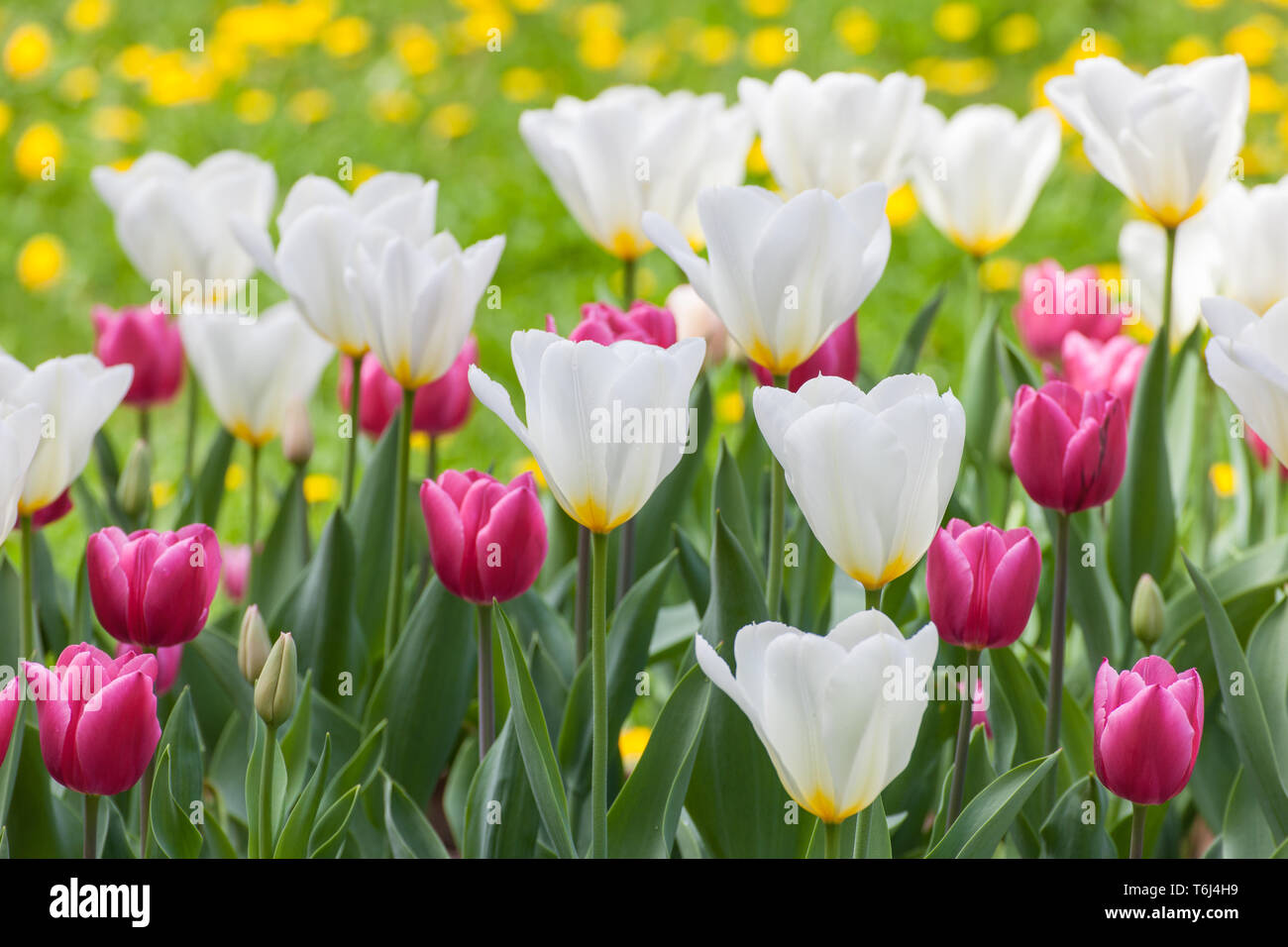 Viele schöne Tulpen mit verschiedenen Farben im Garten Stockfoto