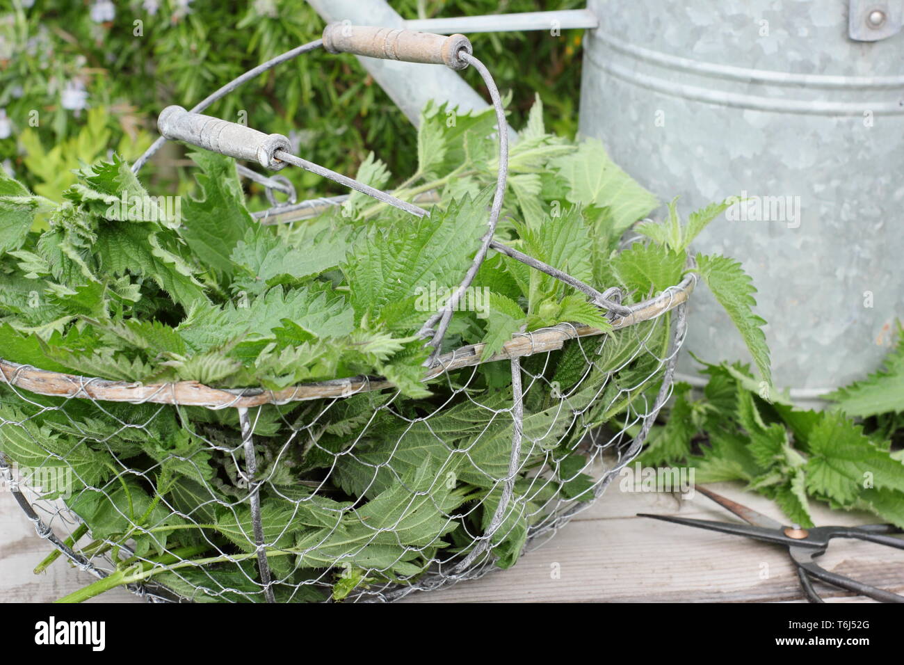 Urtica dioica. Frisch gepflückte Brennnesseln in Sieb für die in flüssige Pflanzendünger Stockfoto