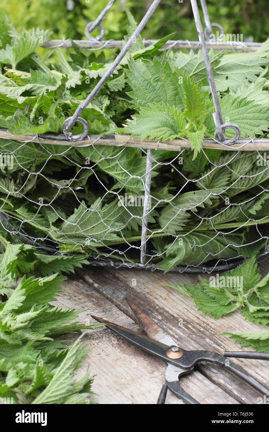 Urtica dioica. Frisch gepflückte Brennnesseln in Sieb für die in flüssige Pflanzendünger Stockfoto