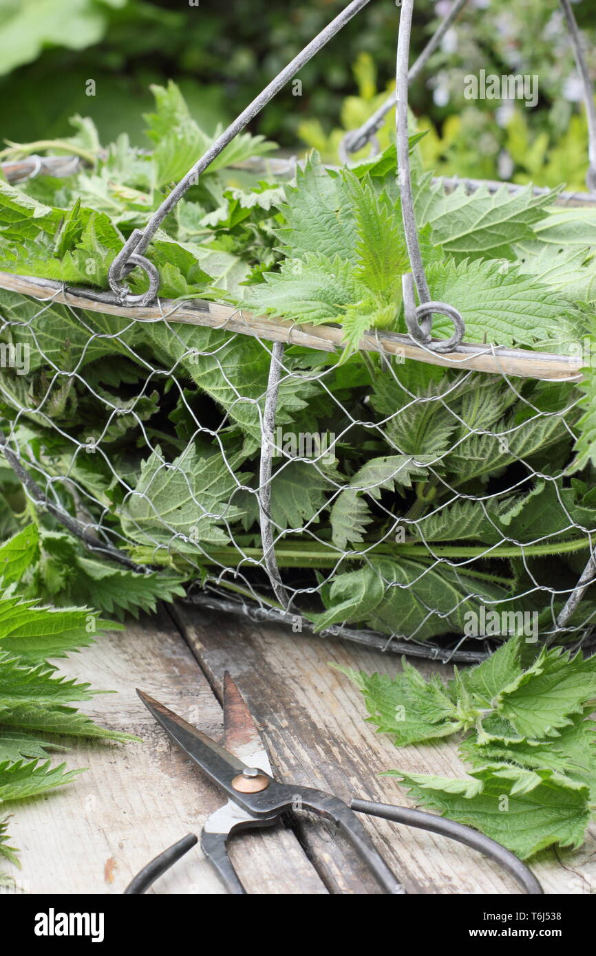 Urtica dioica. Frisch gepflückte Brennnesseln in Sieb für die in flüssige Pflanzendünger Stockfoto