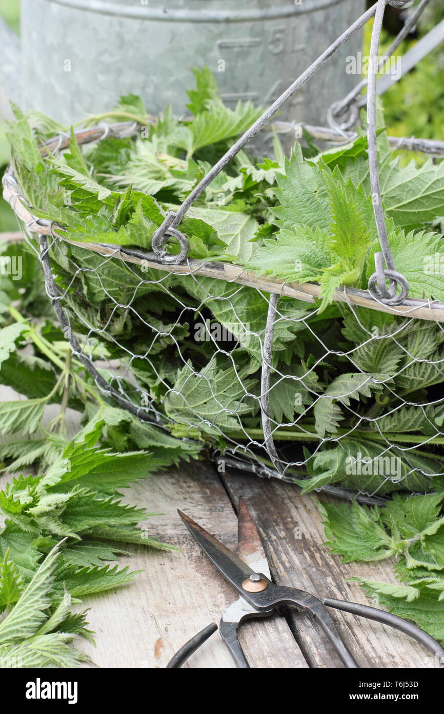Urtica dioica. Frisch gepflückte Brennnesseln in Sieb für die in flüssige Pflanzendünger Stockfoto