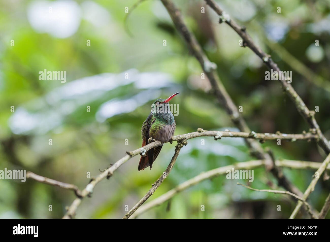 Grüne Kolibri (Der) sitzt auf einem Ast Stockfoto