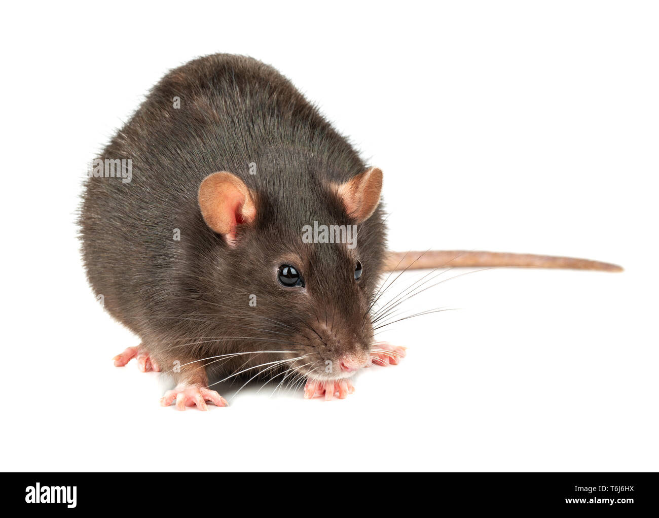 Fett graue Ratte auf weißem Hintergrund Nahaufnahme Stockfoto