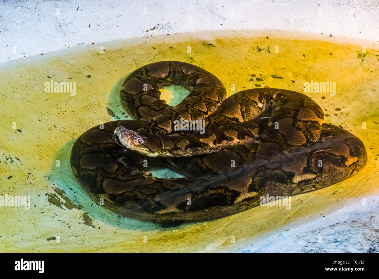 Netzpython Festlegung im Wasser, Porträt einer großen Schlange, Reptil aus Asien Stockfoto