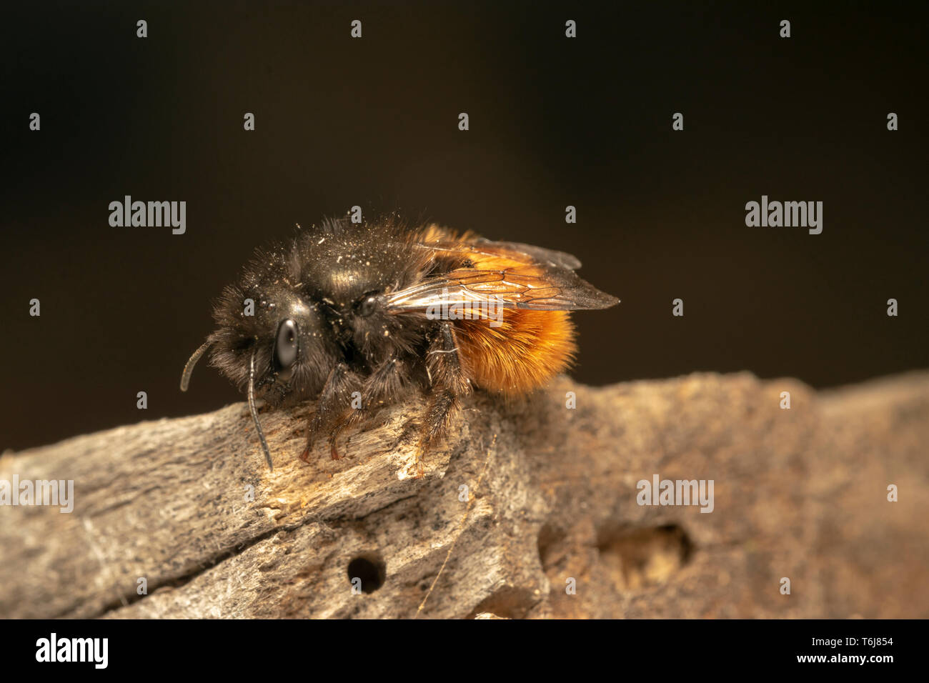 Europäischen Obstgarten Biene (lat. Osmia cornuta), Buchse Stockfoto