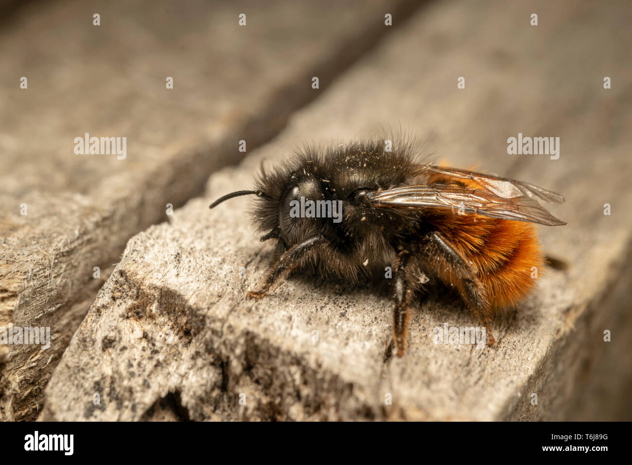 Europäischen Obstgarten Biene (lat. Osmia cornuta), Buchse Stockfoto