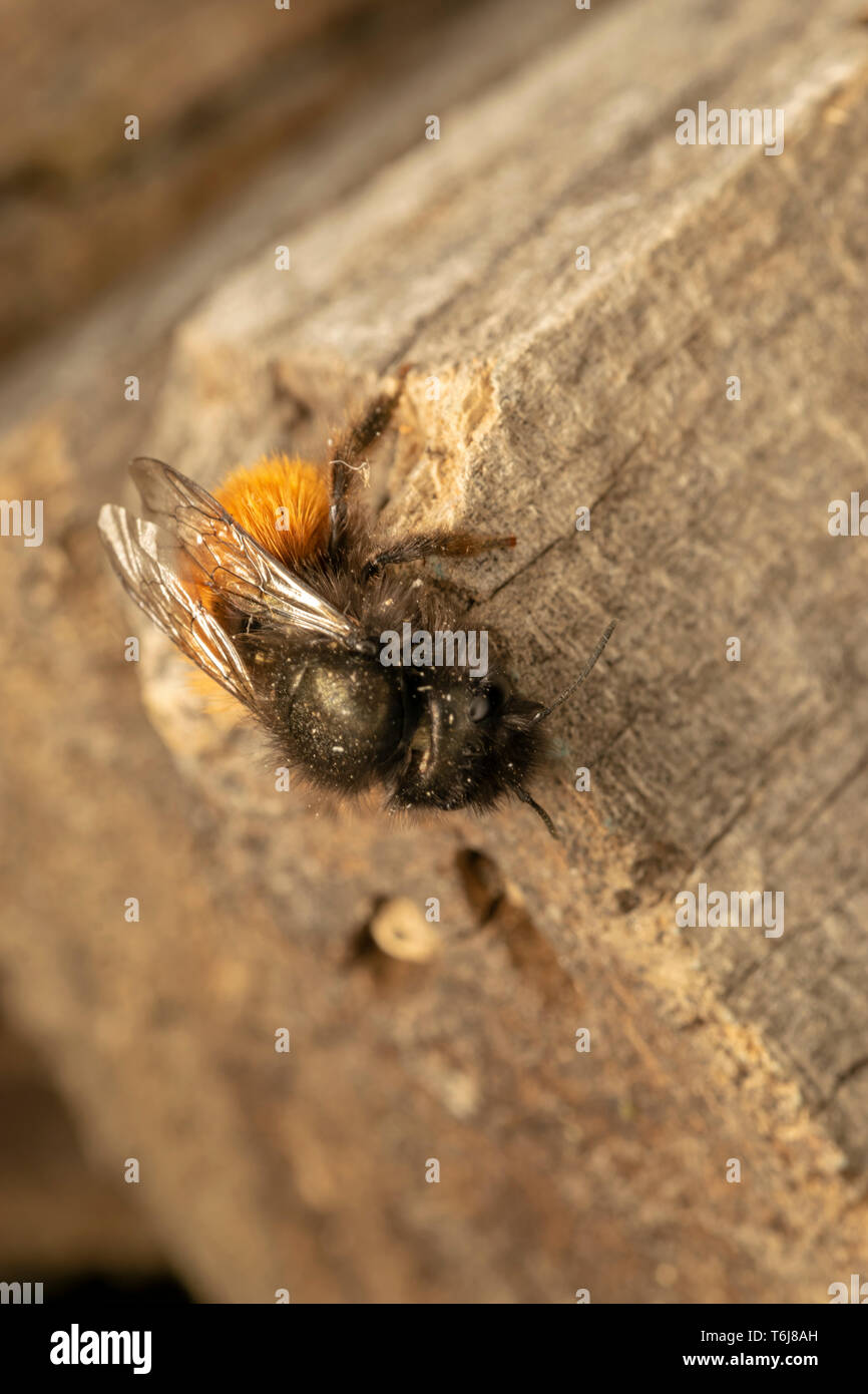 Europäischen Obstgarten Biene (lat. Osmia cornuta), Buchse Stockfoto