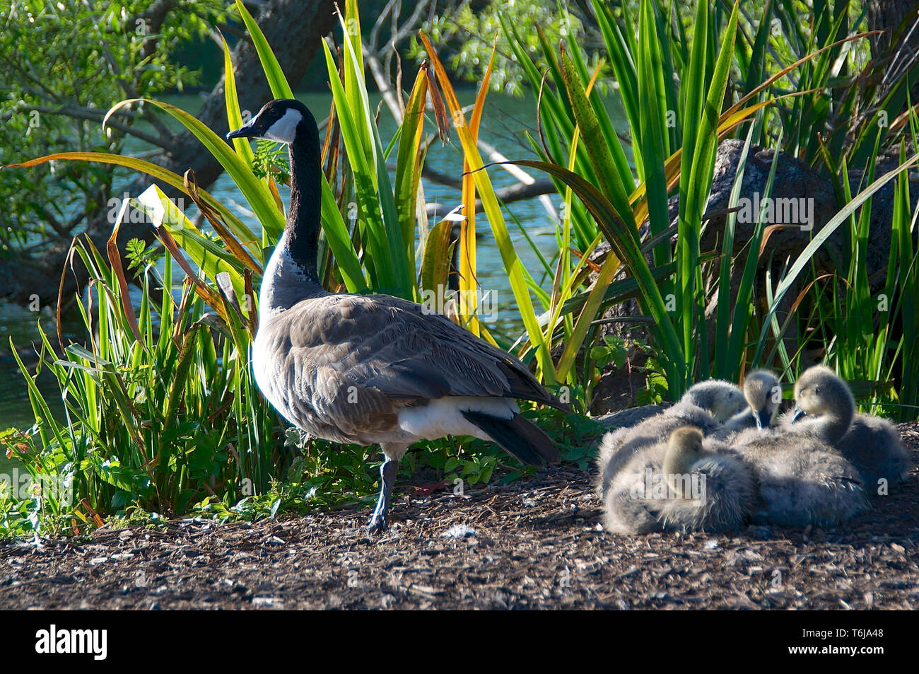 Nahaufnahme Bild einer Kanadagans mit vier kleinen Baby gefangen im Golden Gate Park Stockfoto