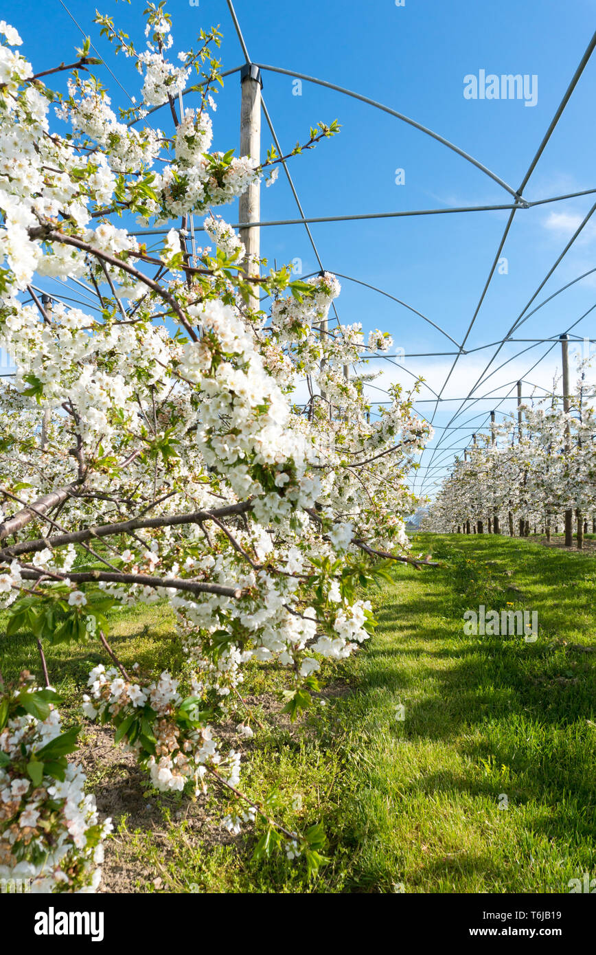 Pusteblume draht Fotos und Bildmaterial in hoher Auflösung Alamy