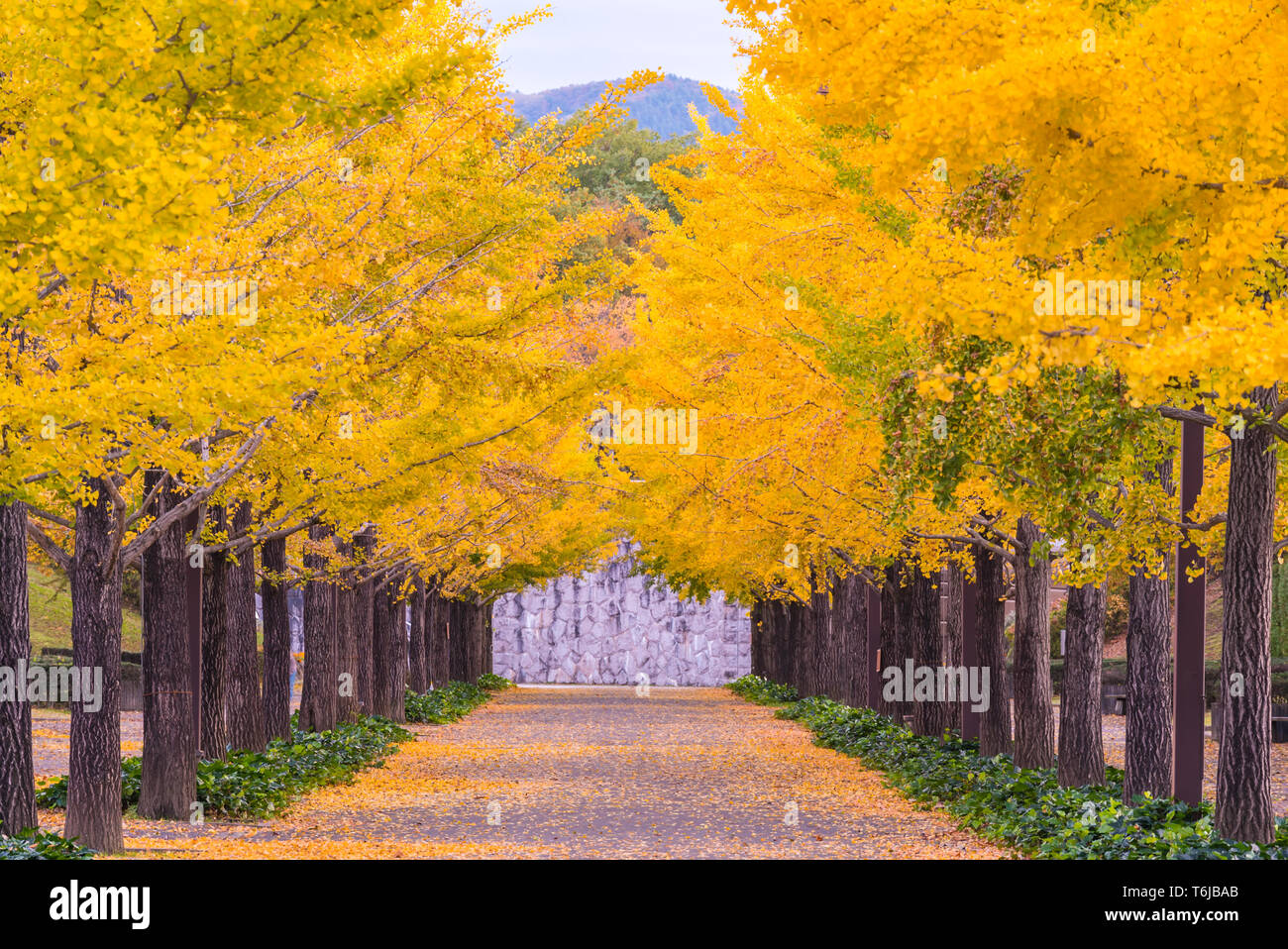 Ginkgo Straße Stockfoto