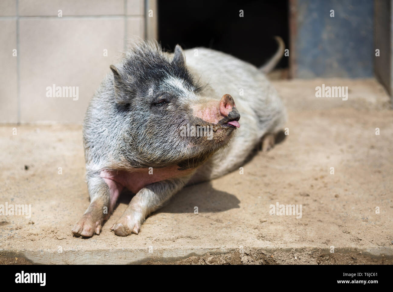 Haushalt Schwein ruht Stockfoto