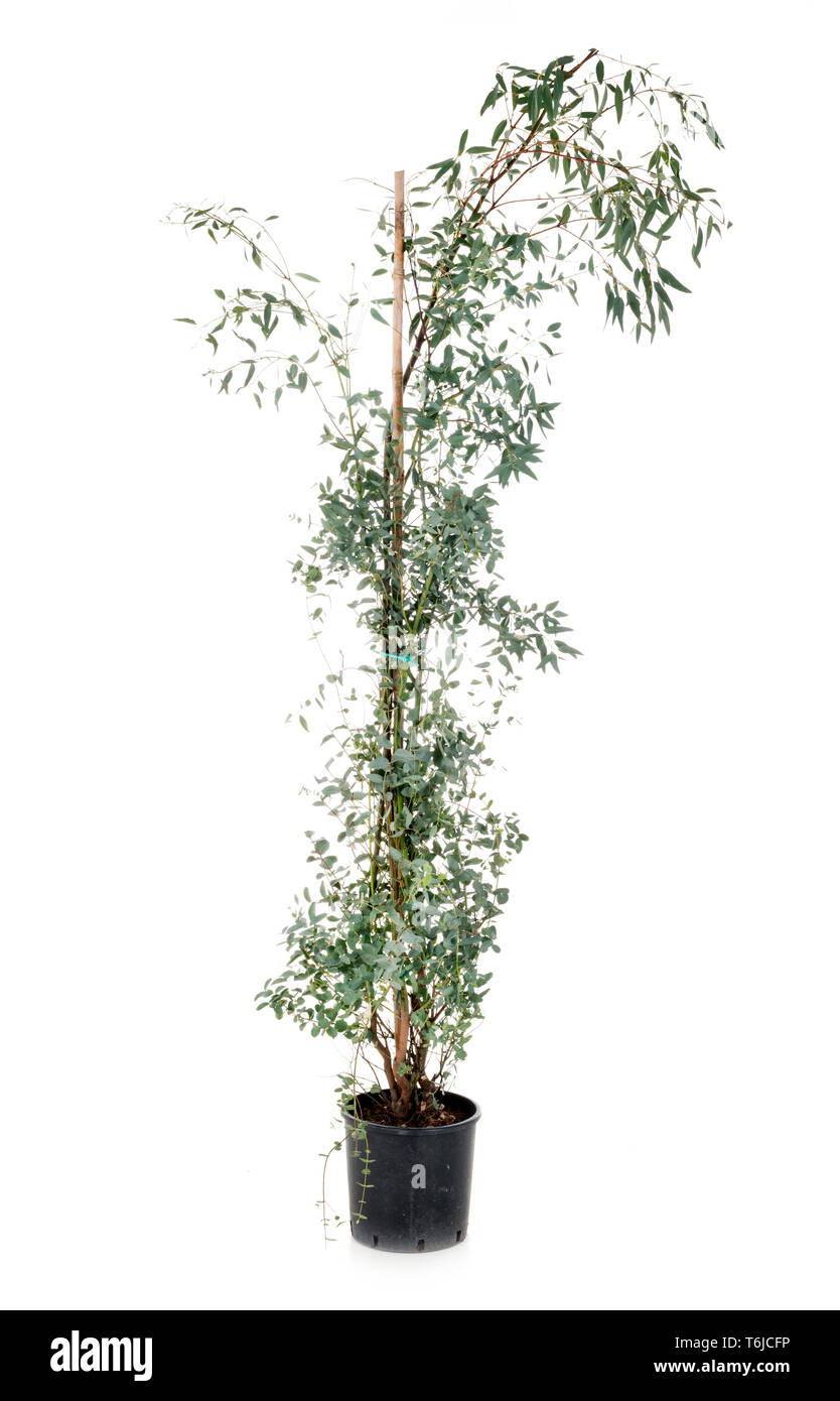 Eukalyptus gunnii vor weißem Hintergrund Stockfoto