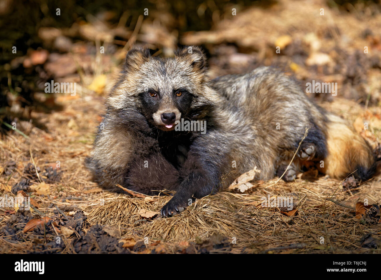 Marderhund Nyctereutes procyonoides, Stockfoto