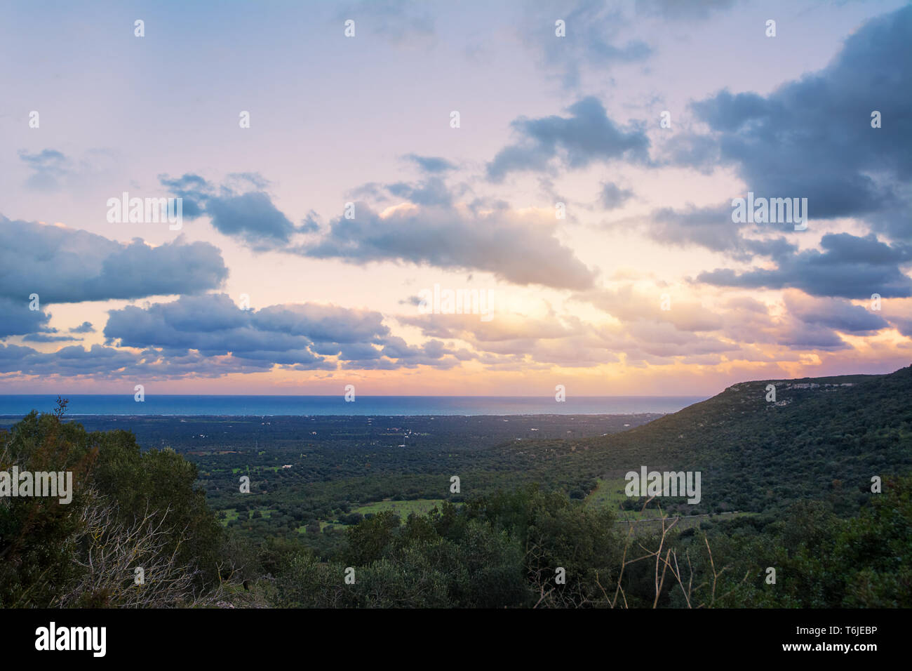 Sonnenuntergang auf den Plantagen von Jahrhunderte alten Olivenbäumen in Apulien Stockfoto