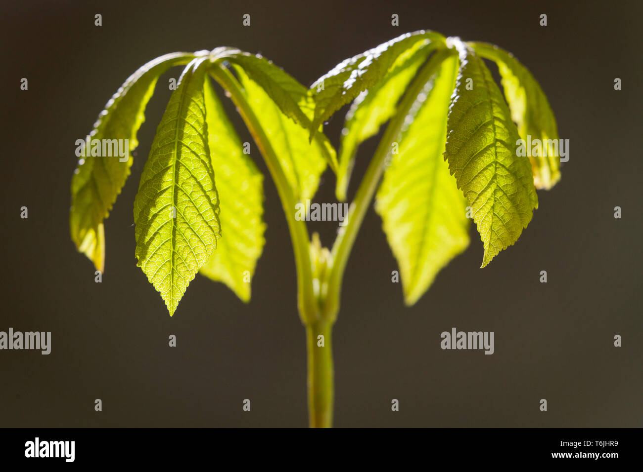 Pferd Kastanie - Aesculus hippocastanum - Sapling, aus einem Conker gewachsen. Stockfoto