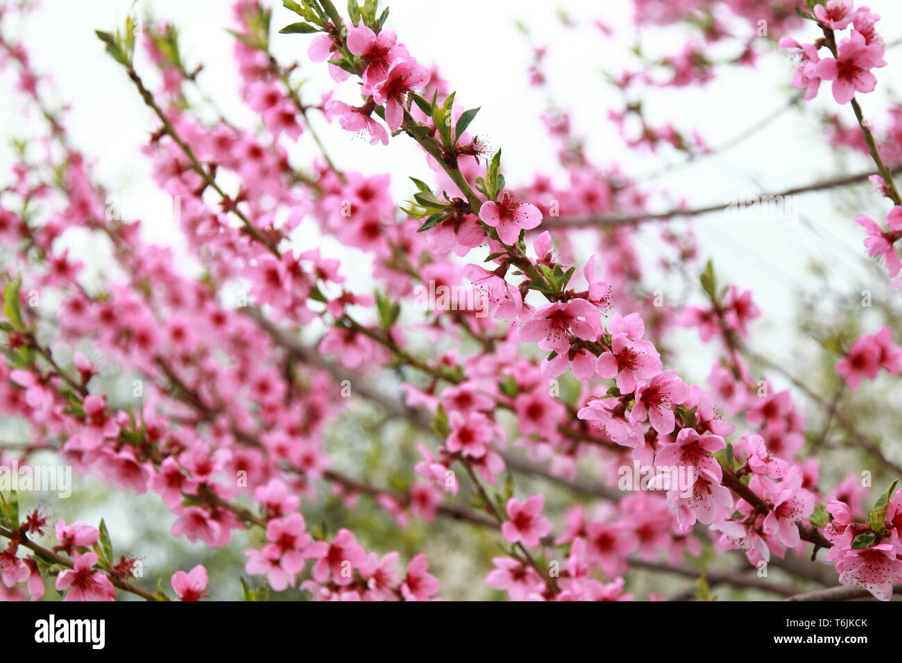 Luxuriöse pfirsichfarbenen Blüten im Frühling Stockfoto