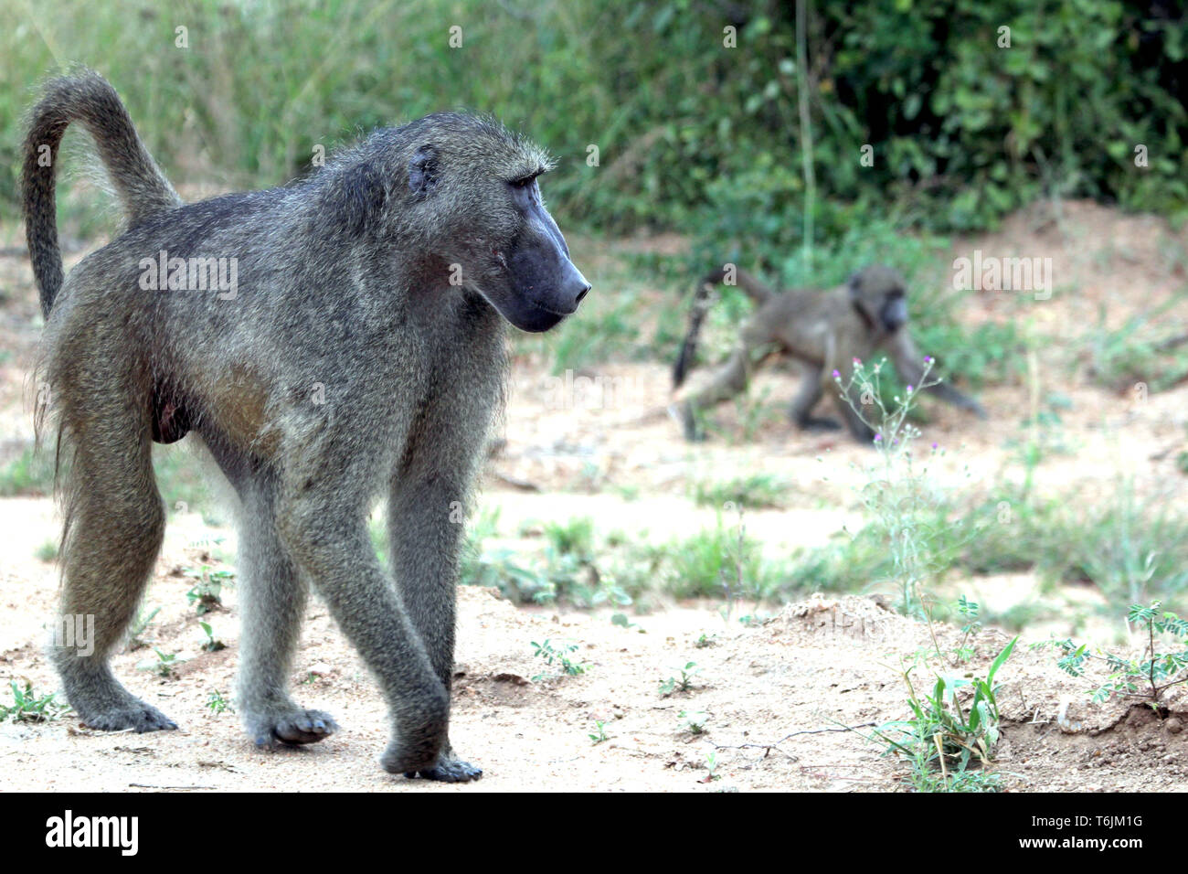 Pavian Affe mit Cub, Krüger Nationalpark, Südafrika Stockfoto