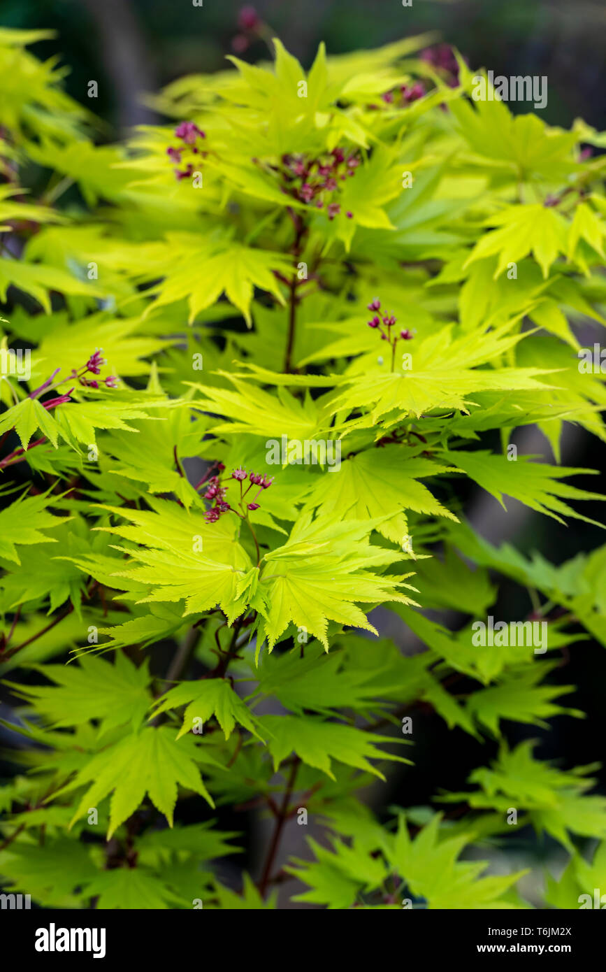 Acer shirasawanum Aureum, goldene Shirasawa Ahorn, golden Vollmond Ahorn, Japonicum, sapindaceae, Stockfoto