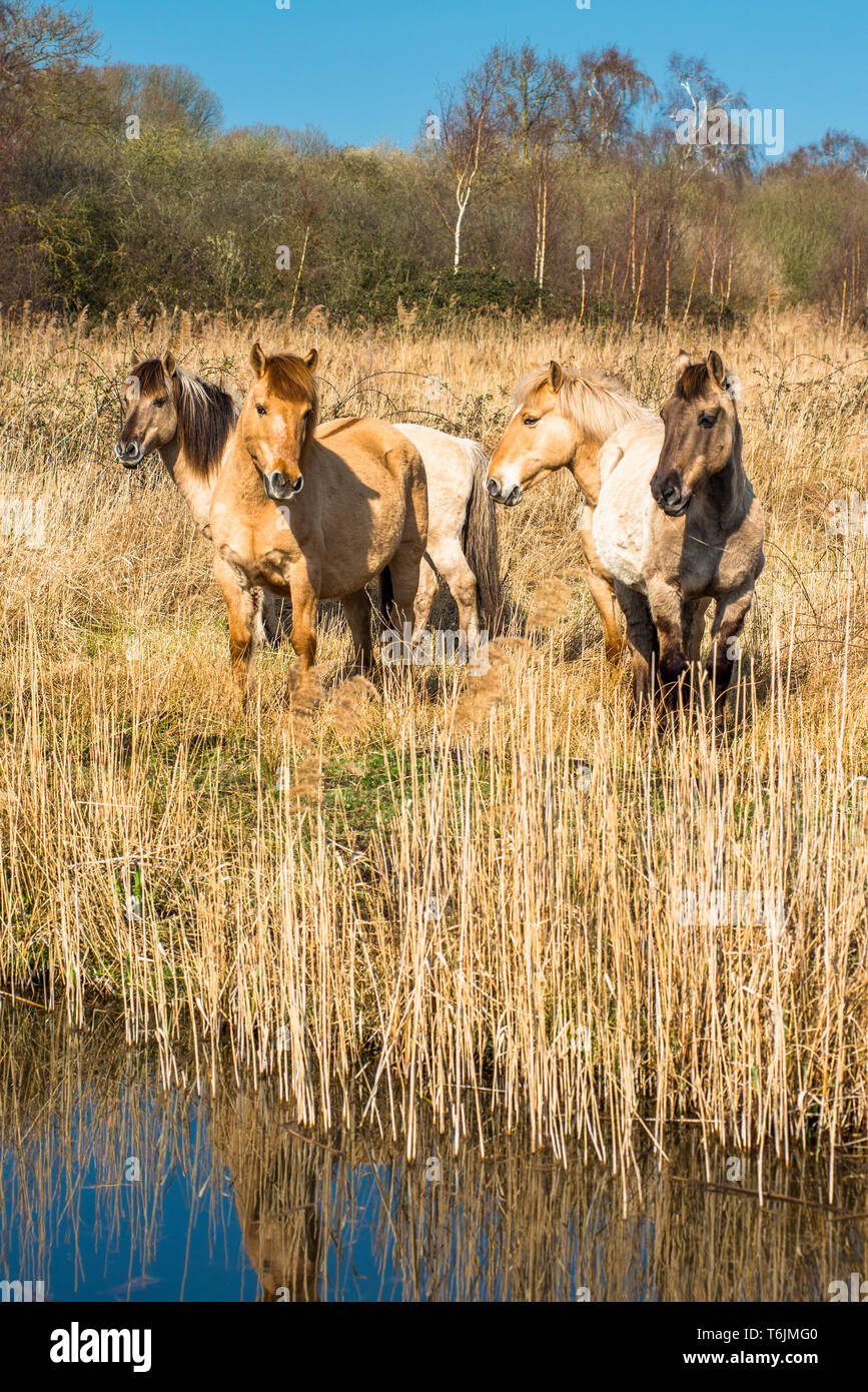 Wild Konik Ponys am Ufer des Burwell Lode Binnengewässern auf Wicken Fen Naturschutzgebiet, Cambridgeshire, England, UK. Stockfoto