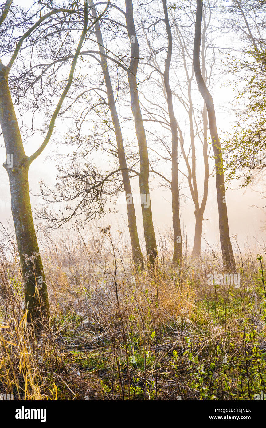 Einem nebligen Wald Szene von einem der Seen am Cotswold Water Park. Stockfoto