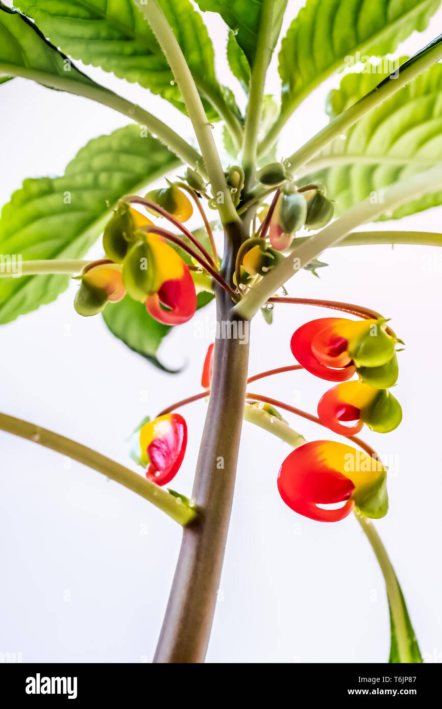Impatiens niamniamensis, manchmal auch als "Papagei Pflanze, oder Kongo  Kakadu mit seinen ungewöhnlichen hellen und farbenfrohen Vogel - geformte  Blüten mit langer, curl Stockfotografie - Alamy