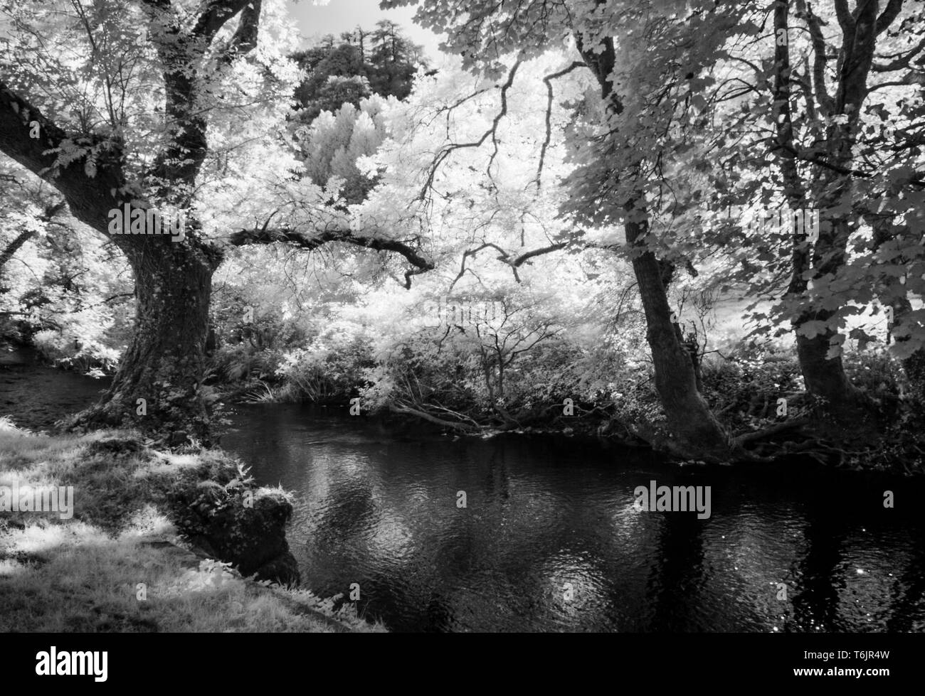 Der Fluss Exe im Exmoor National Park Schuß im Infrarot. Stockfoto