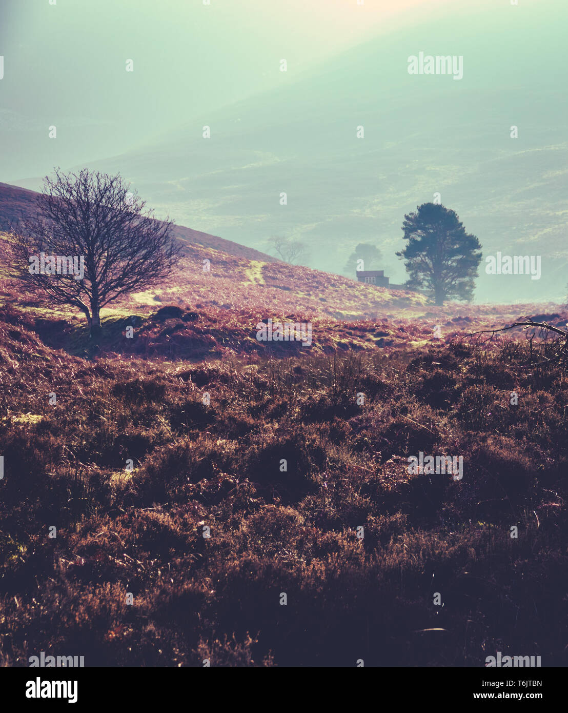 Winter Nebel in Schottland Stockfoto