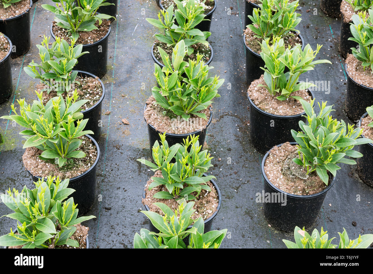 Anbau von Strauch Pflanzen (skimmia) in Blumentöpfen im Niederländischen Gewächshaus Stockfoto