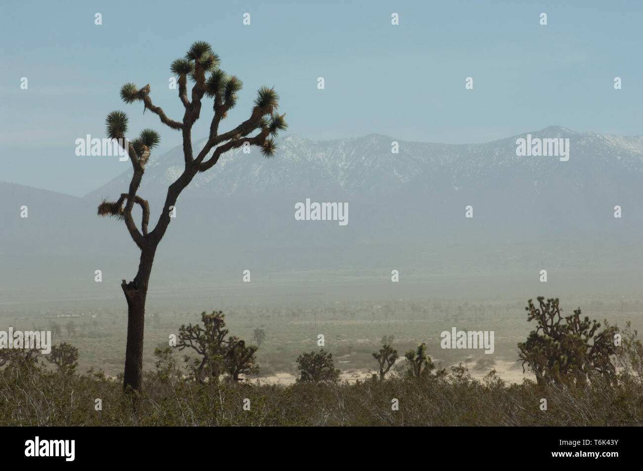 San Gabriel Berge verdeckt durch eine Mohave Wüste Sandsturm, Big Rock Creek Wildlife Sanctuary, Kalifornien. Digitale Fotografie Stockfoto