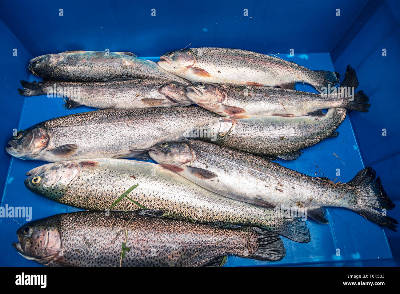 Kunststoff Korb voller toter Fische Stockfoto