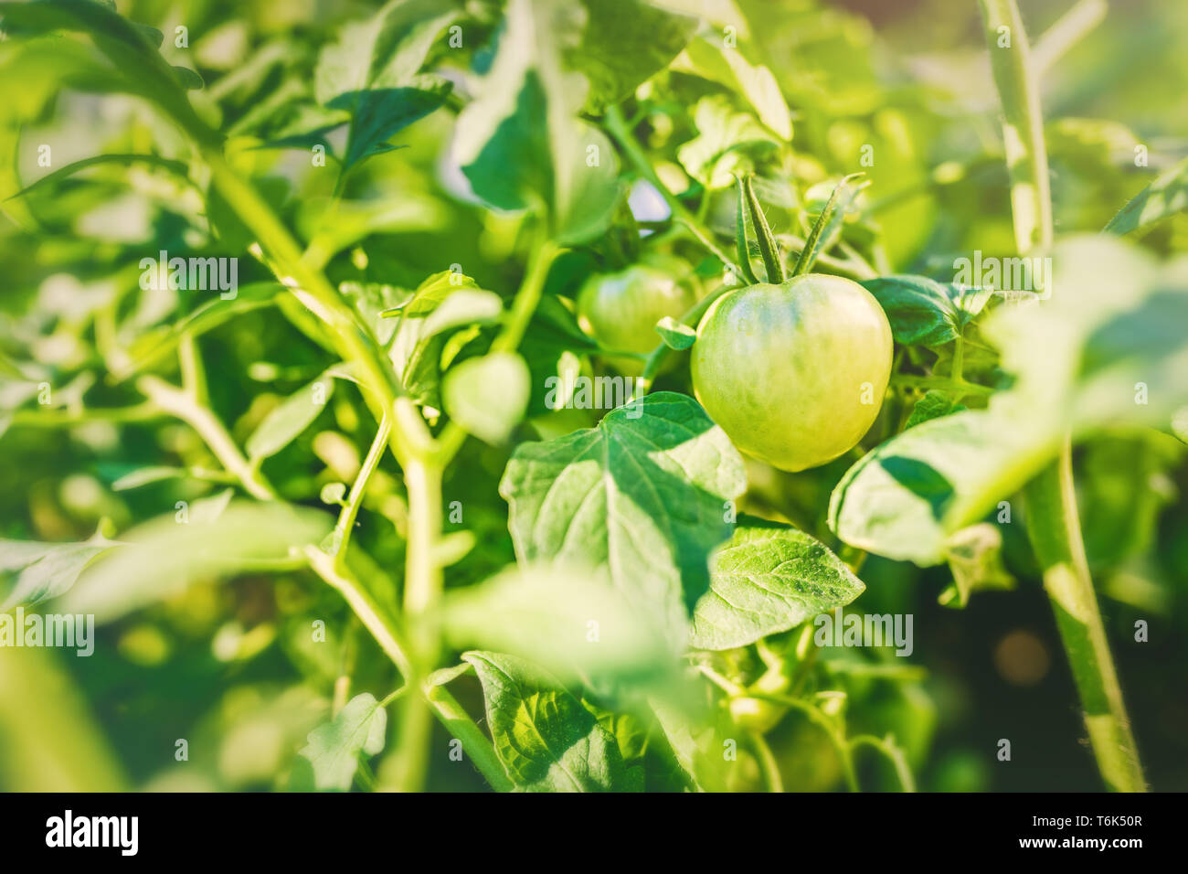 Gemüseanbau auf dem Balkon, grüne Tomaten Stockfoto