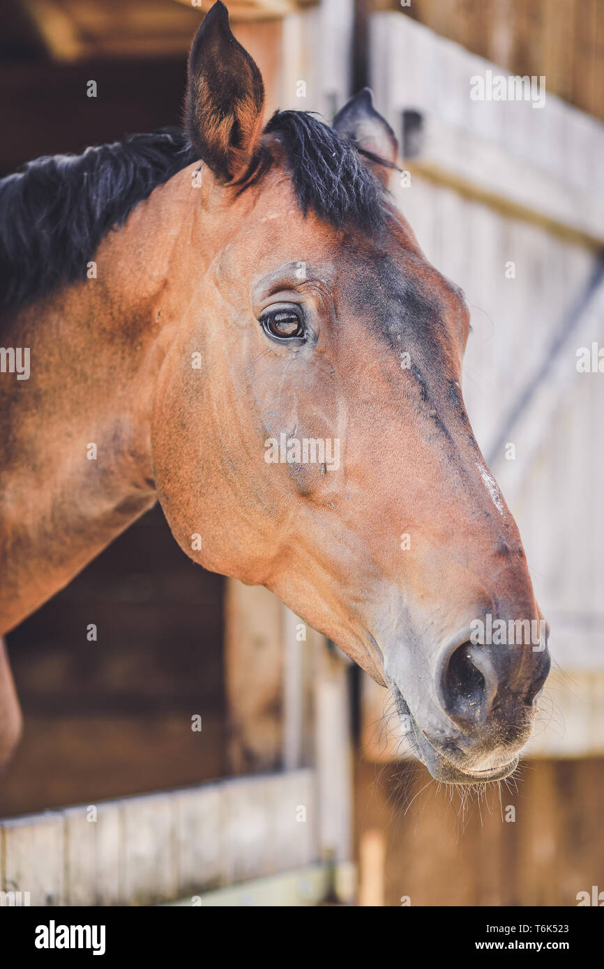 Braunes Pferd aus dem Stall auf der Suche Stockfoto