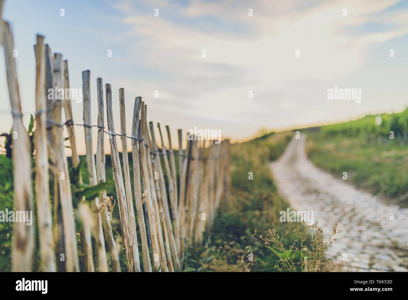 Selektiver Fokus Bild der gepflasterten Weg durch die Weinberge Stockfoto