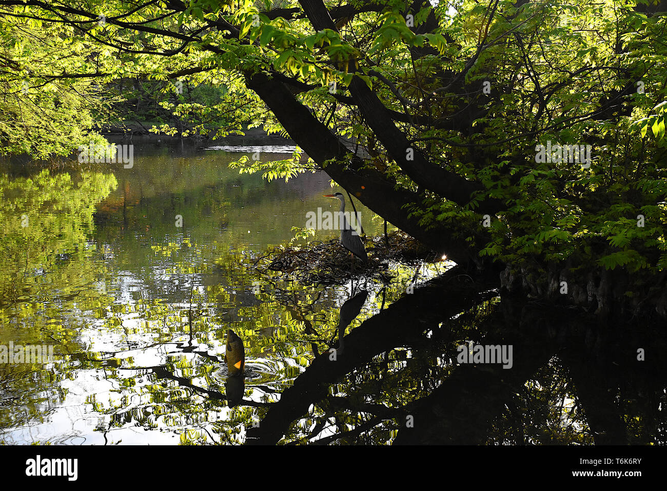 Ein Karpfen Knalle aus dem Wasser, während ein Vogel ist einfach entspannen und genießen den Moment Stockfoto