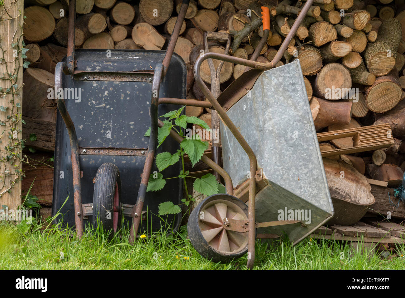Zwei rostigen alten Schubkarren neben einem Haufen Brennholz in einem Garten auf der Wiese anmelden. Stockfoto