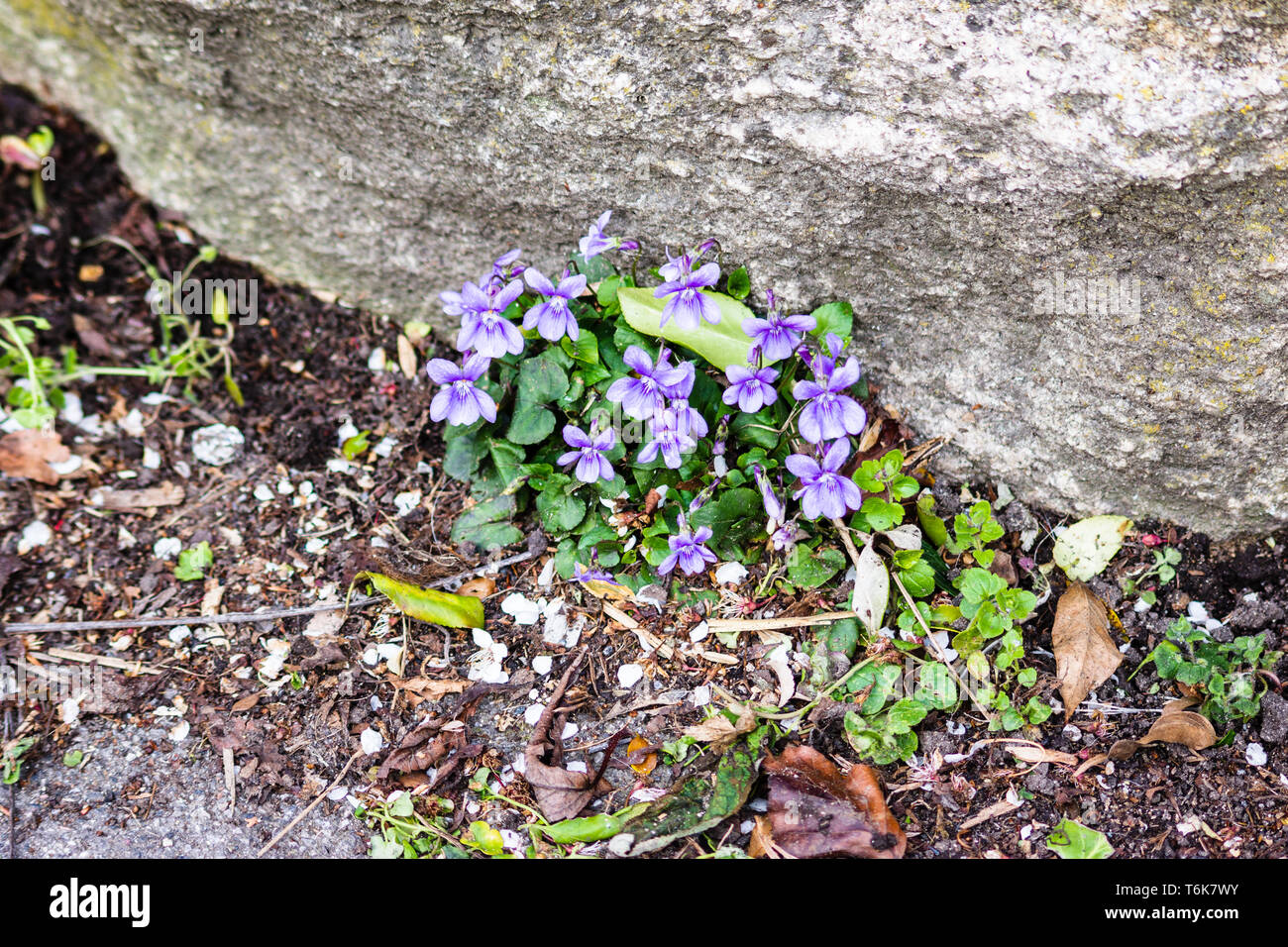 Eine gemeinsame Hund Veilchen - Viola riviniana Cluster von Blumen in den Schmutz an der Unterseite von einer Wand in einem urbanen Umfeld angesammelt wachsende Stockfoto