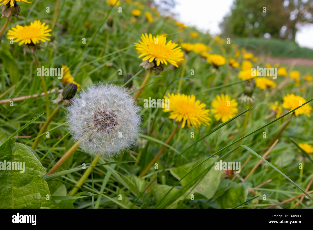 Single Löwenzahn Samen Kopf wachsenden zwischen mehreren Blüten auf einer Wiese Bank Stockfoto