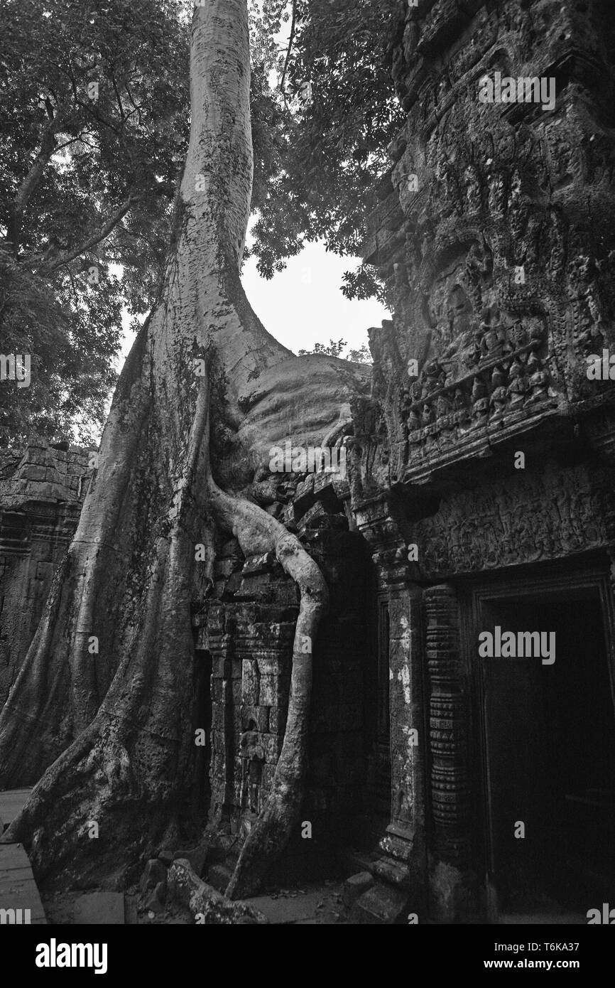 Wurzeln der Tetrameles nudiflora dringen in eine Wand auf den Innenhof, Ta Prohm, Angkor, Siem Reap, Kambodscha. Schwarz und Weiss Stockfoto