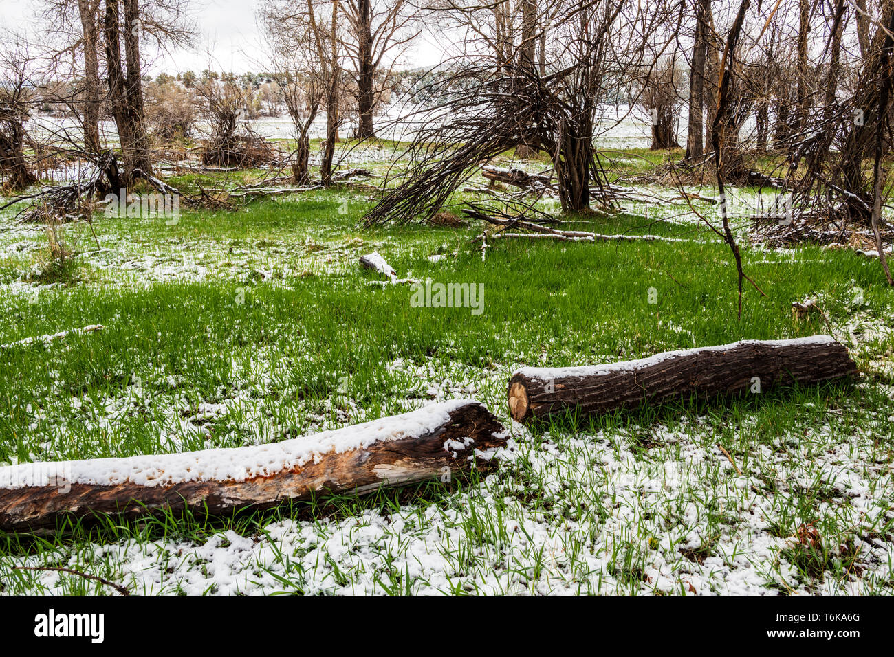 Frischen Frühling Schnee auf der grünen Wiese Gräser; Colorado; USA Stockfoto