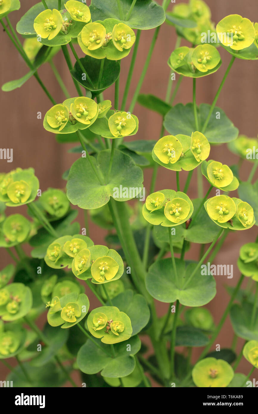 Holz-Wolfsmilch (Euphorbia Amygdaloides) Stockfoto